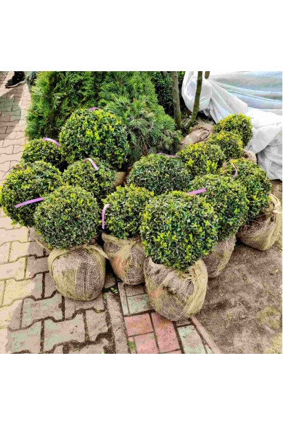 Самшит вічнозелений Куля ТОПІАР Куля_ком  8кг/вис.30см/Ø30см